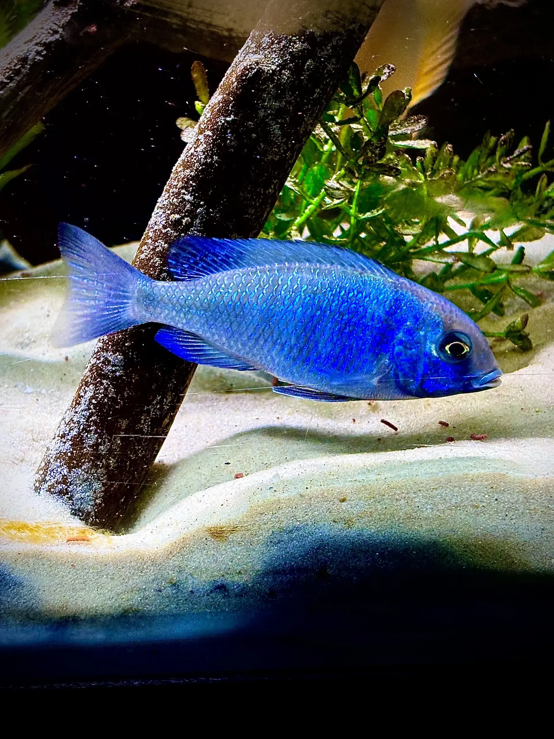 Imagem do Peixe Golfinho